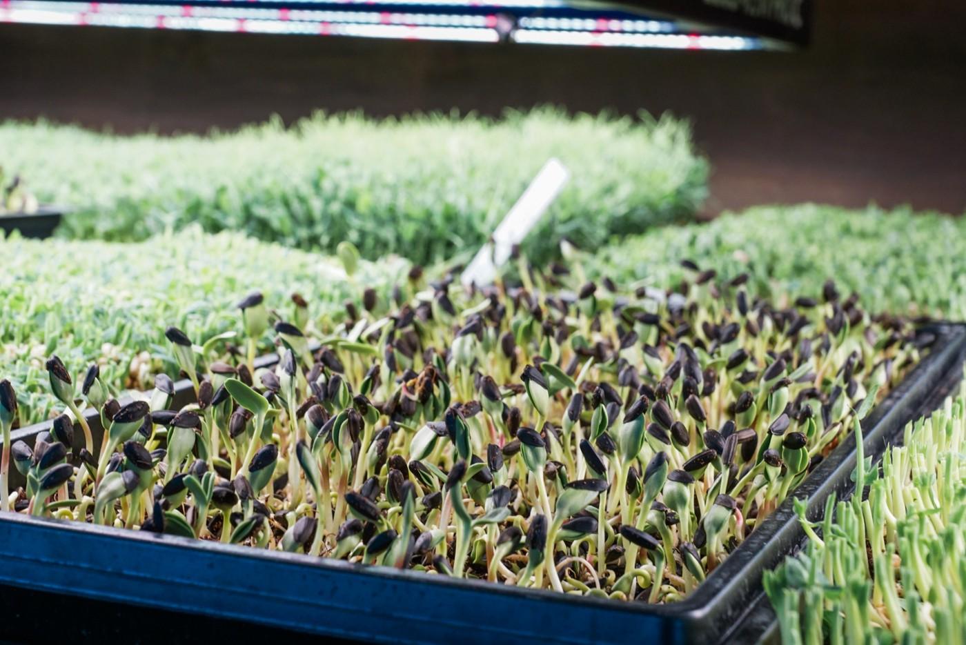 Microgreens in der Schale